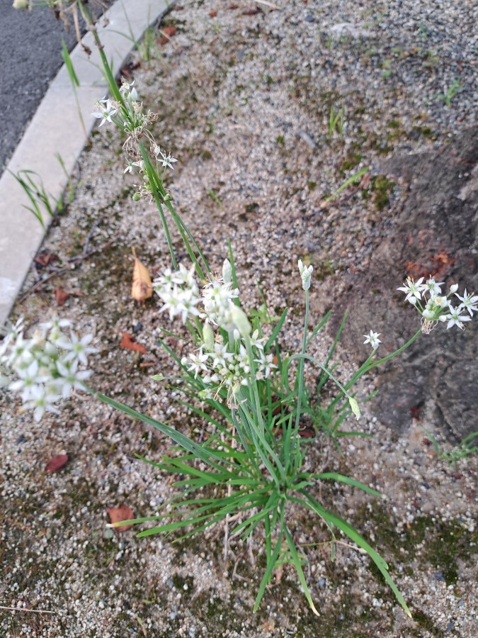 朝の散歩　小さな花