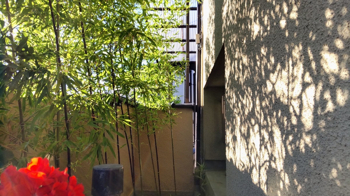 庭の黒竹❗️
