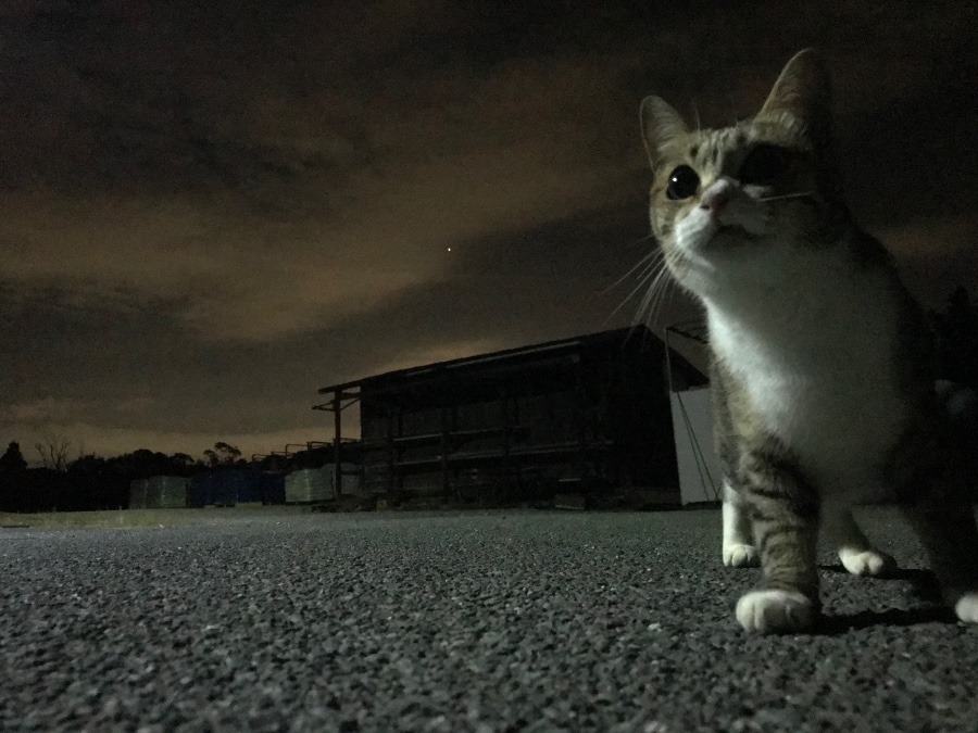 今夜も……