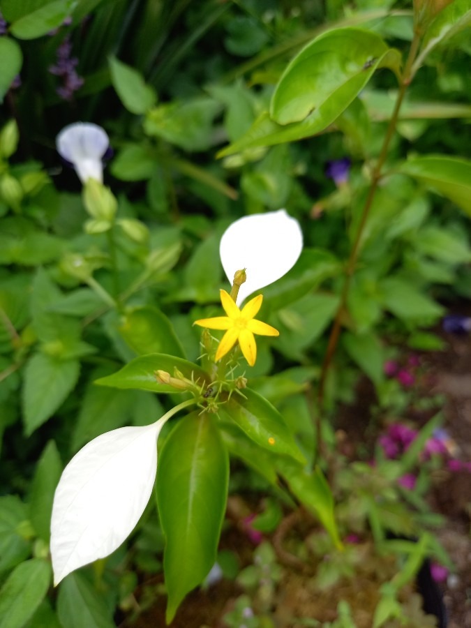 ハンカチの花