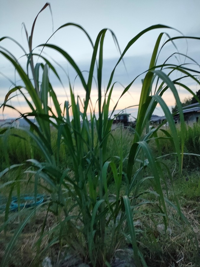 和三盆サトウキビと夕日