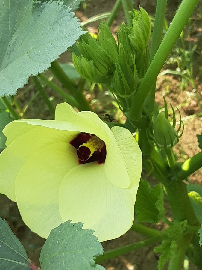 家庭菜園の花(オクラ🌼)