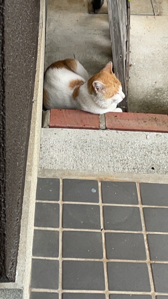 近所の猫(=^x^=)その２