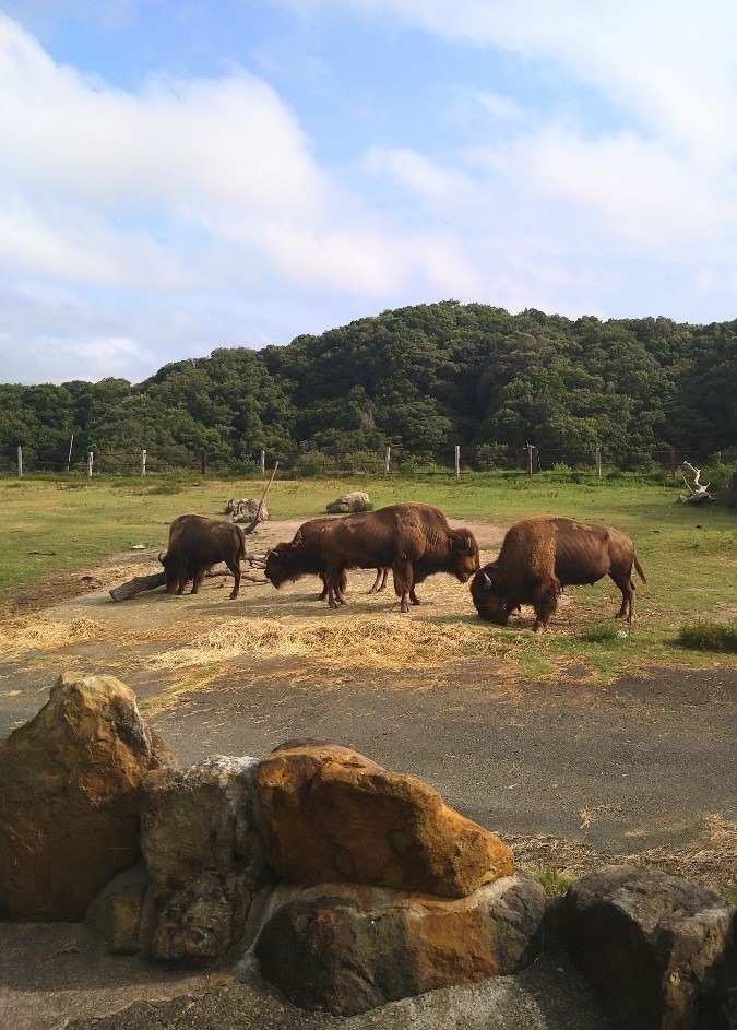 この動物は何?!