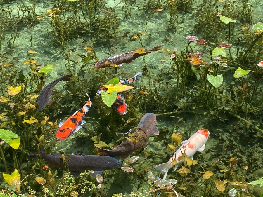 モネの池で県人会