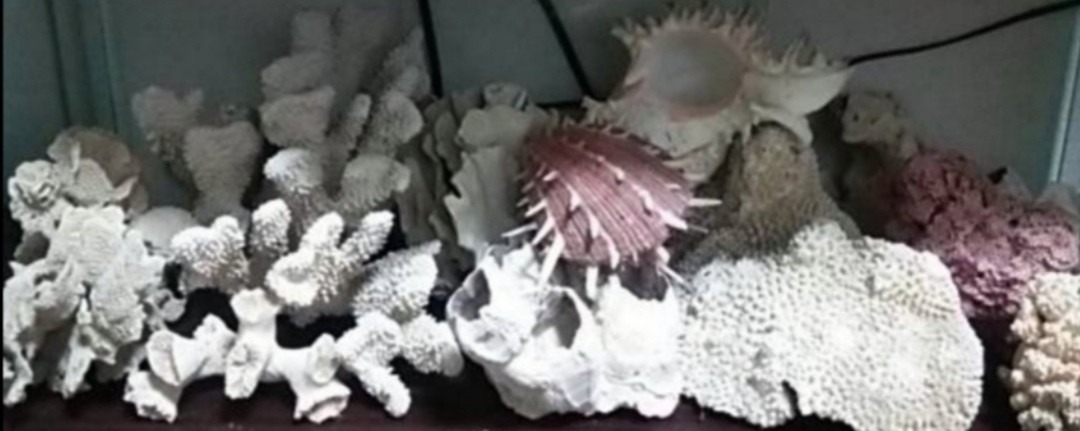 珊瑚&貝殻