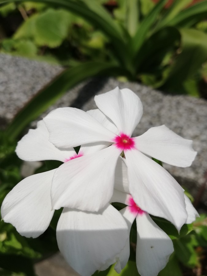 ☘️可愛い花🌸