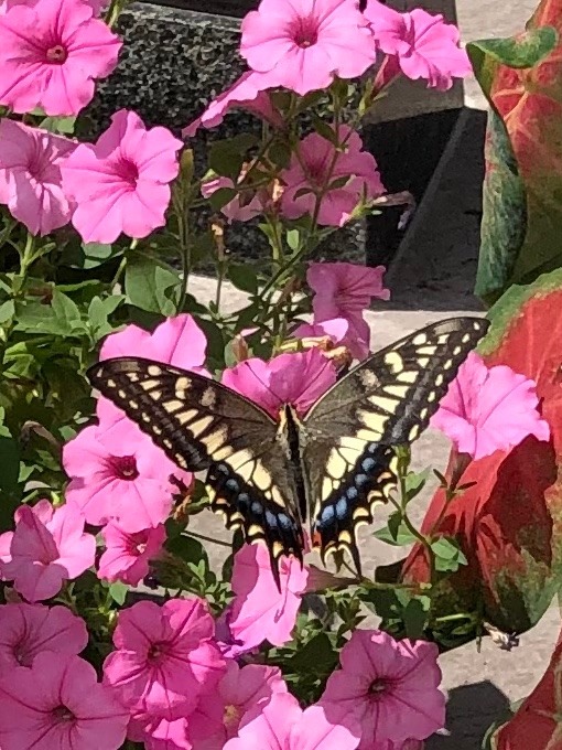 🦋見惚れちゃう╰(*´︶`*)╯♡