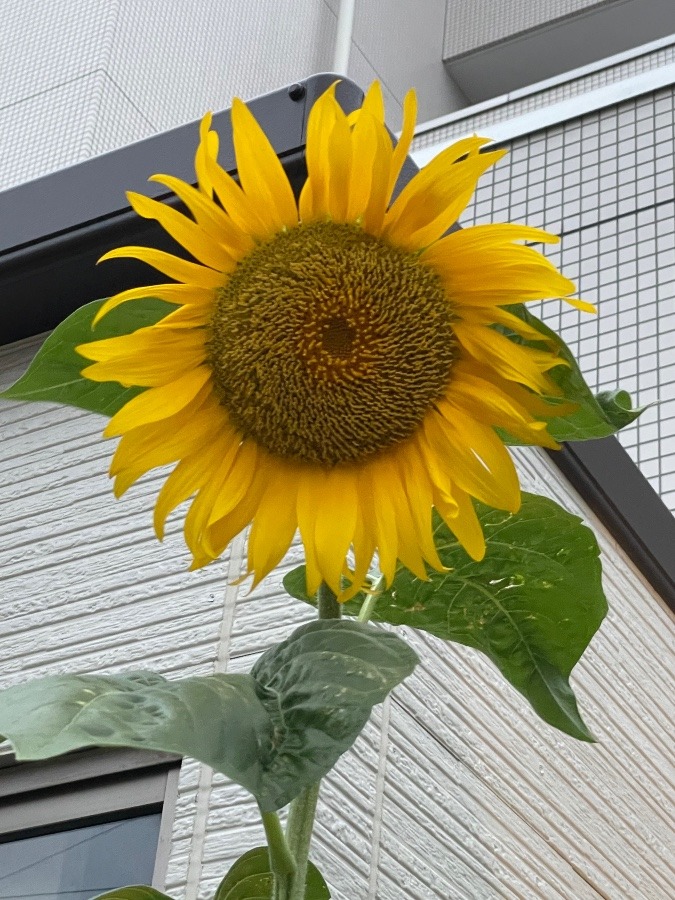 ひまわり🌻