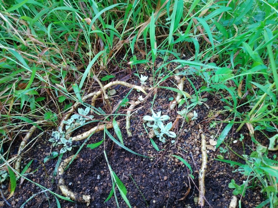 お庭の除草作業😄❗　まさか🌱😨❗①