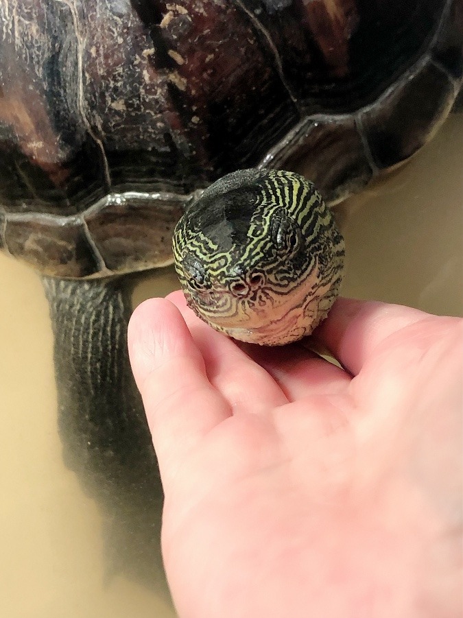 亀吉のおそよう
