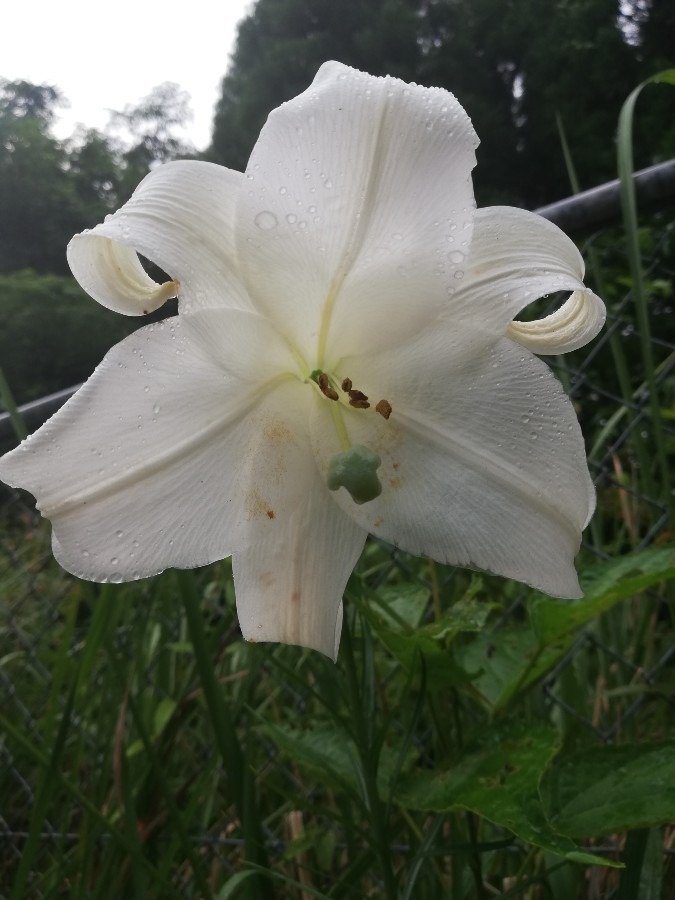 自然に咲く花✿