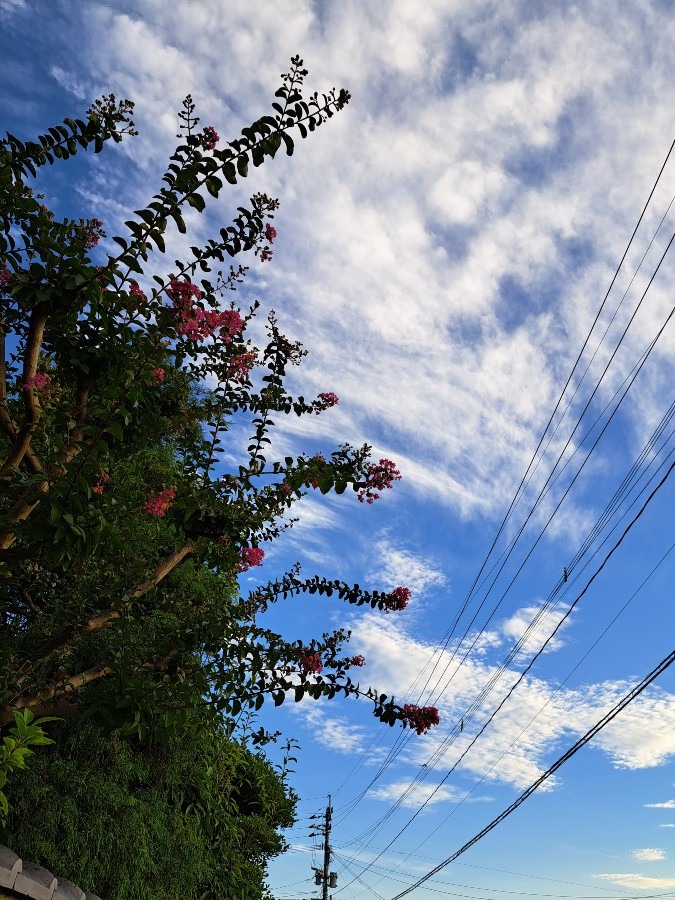 朝の散歩　風景