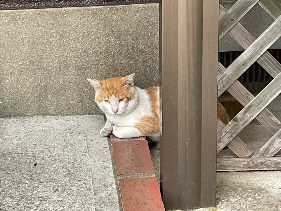近所の猫(=^x^=)