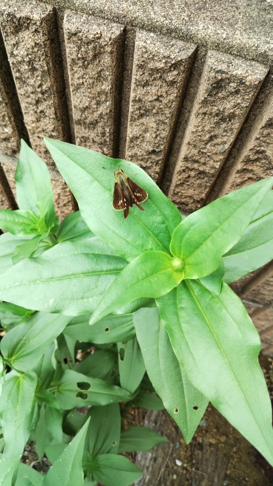 植物です！②