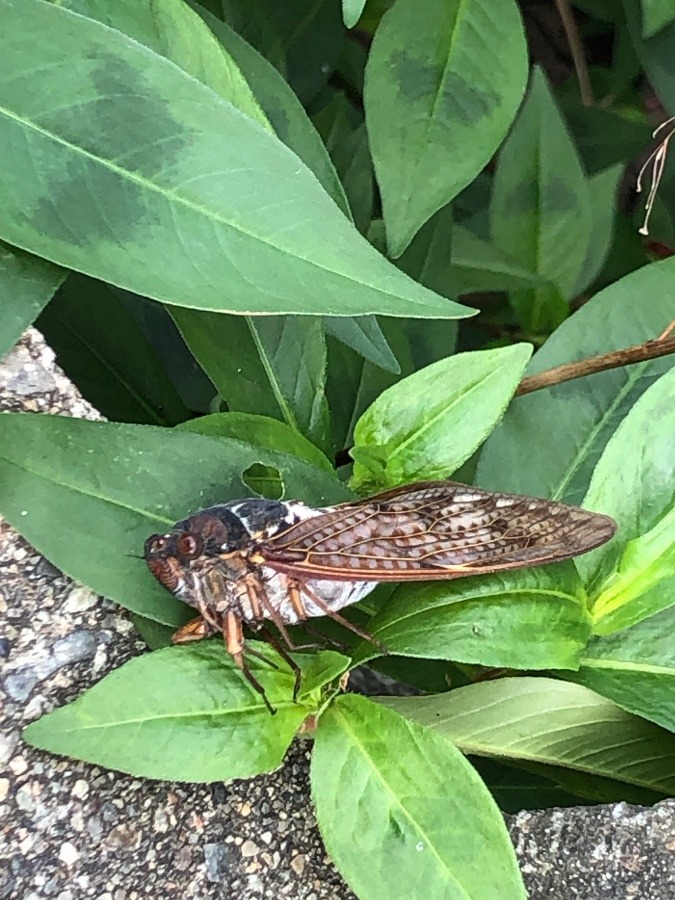 死ぬまで生きる