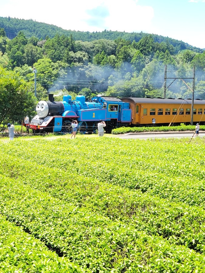 茶畑の間を気持ち良さそうに走る機関車トーマス