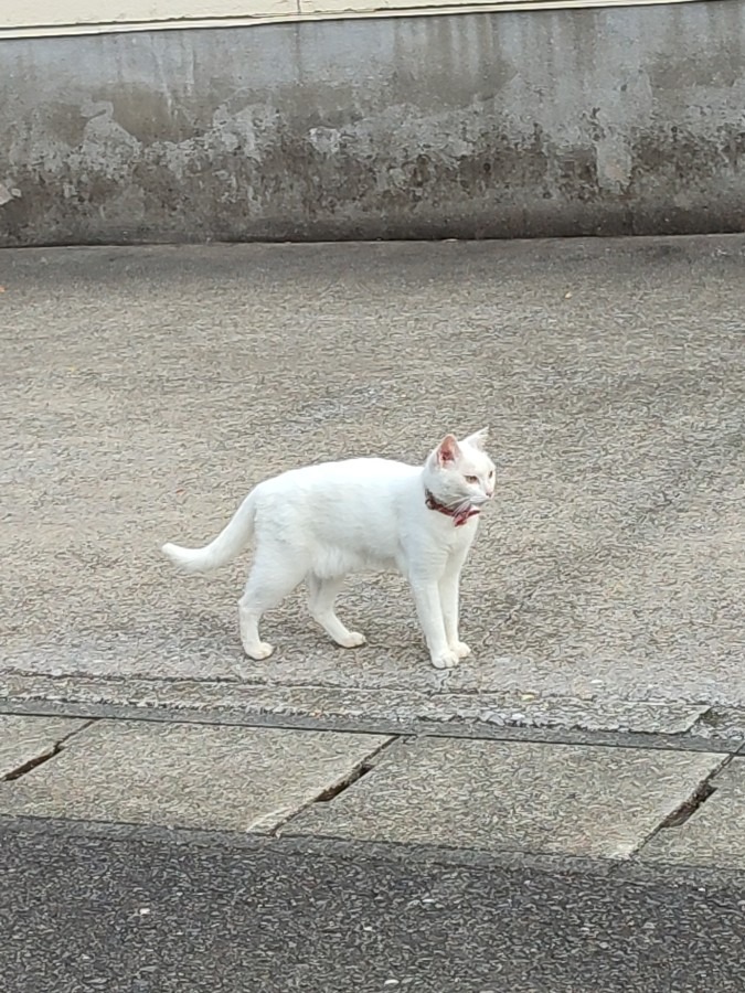 白ねこちゃん、現る(ﾟ∀ﾟ)