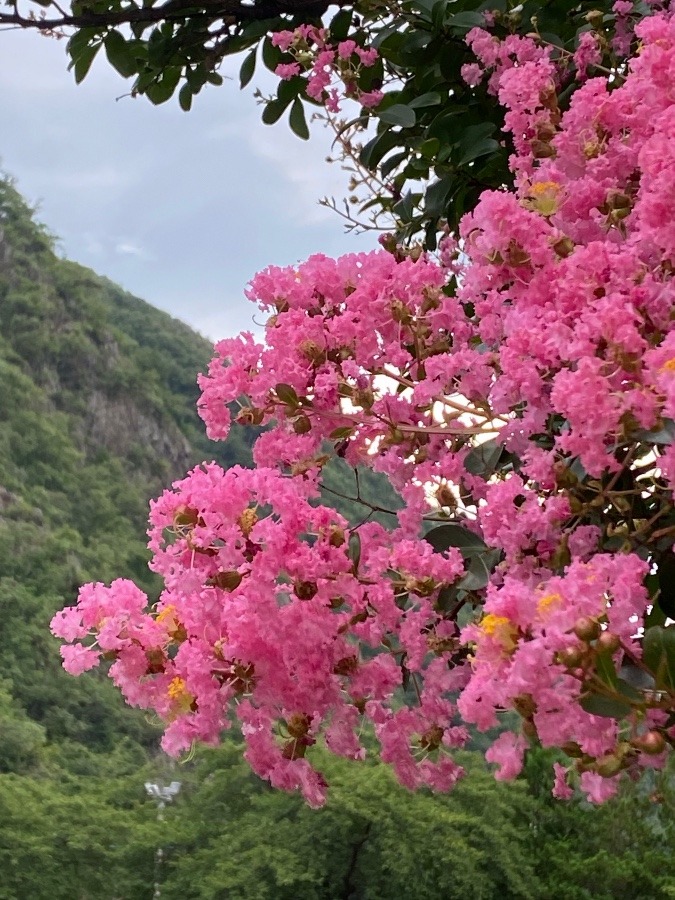 さるすべりの花🌸🌸🌸