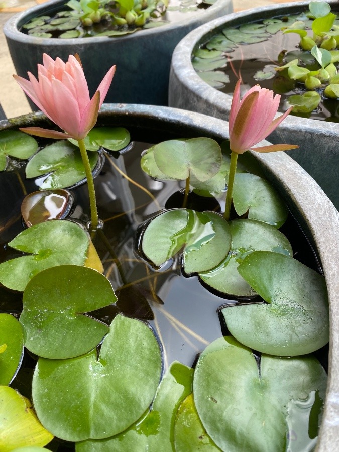 母のお寺   睡蓮鉢🌸