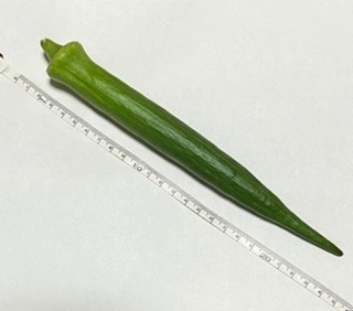 ２４cm