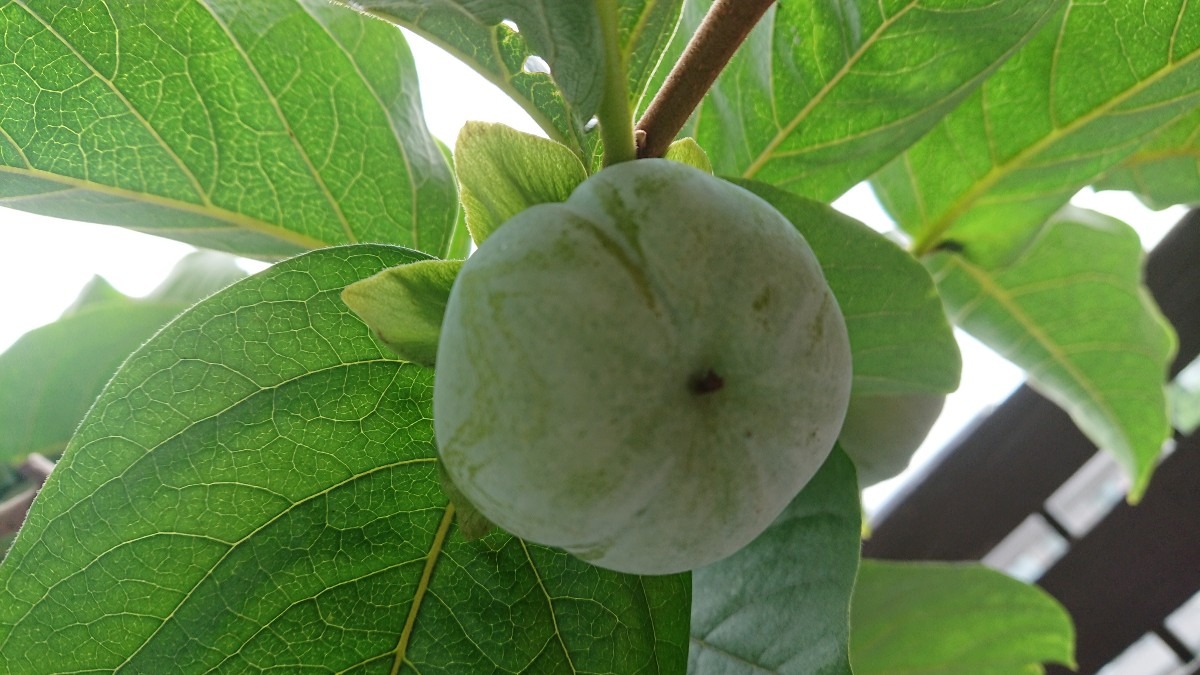 黒柿は〜もう大丈夫🌱？