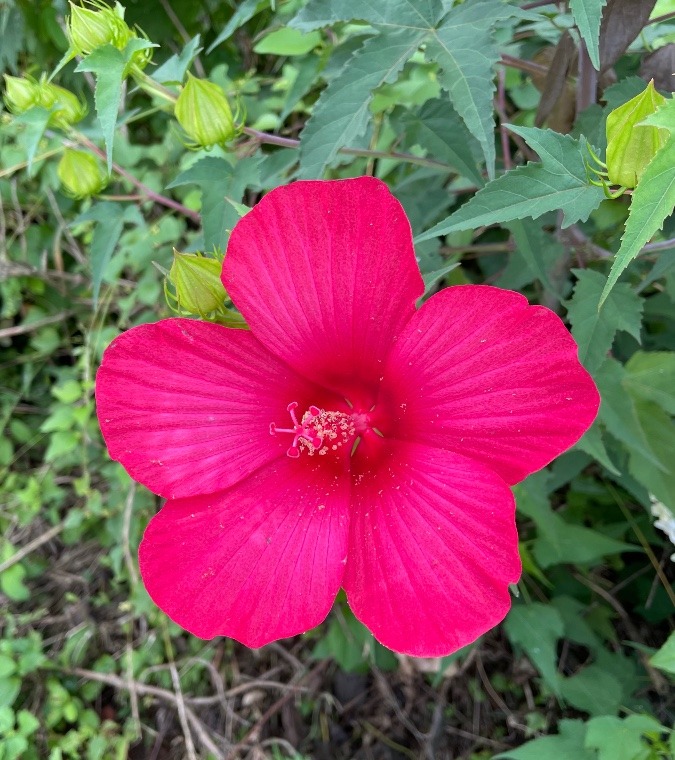 ✨花✨