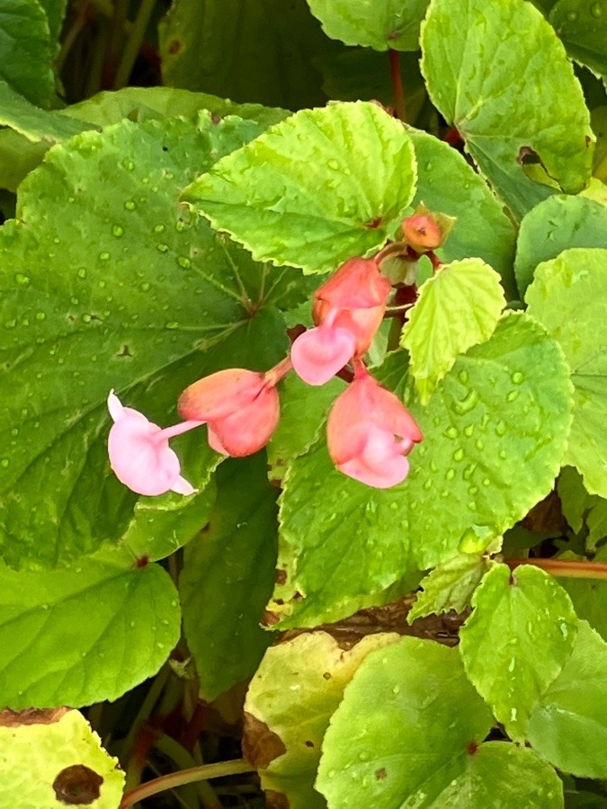 我が家の花