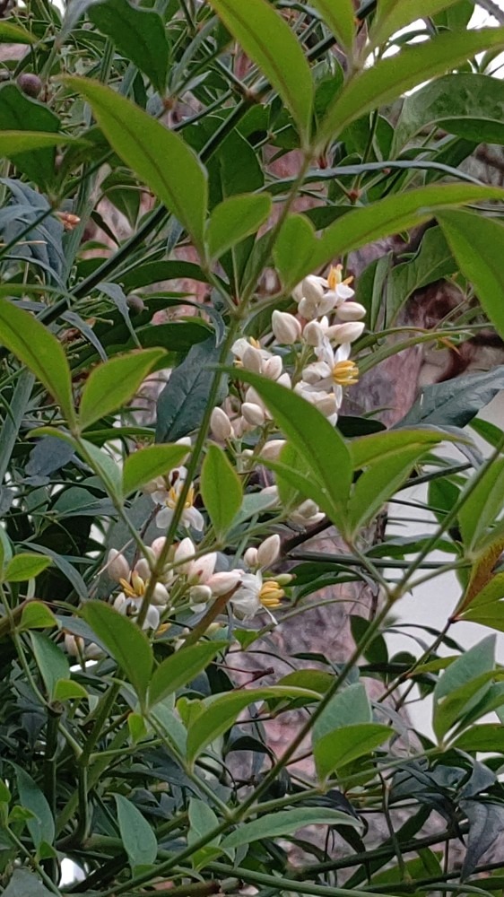 南天の花🌿