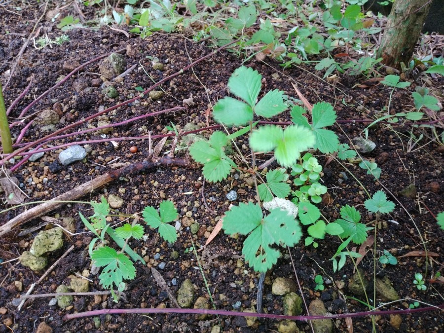 お庭のハーブ🌱【ワイルドストロベリー】