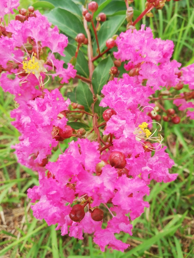 ☘️可愛い花🌸