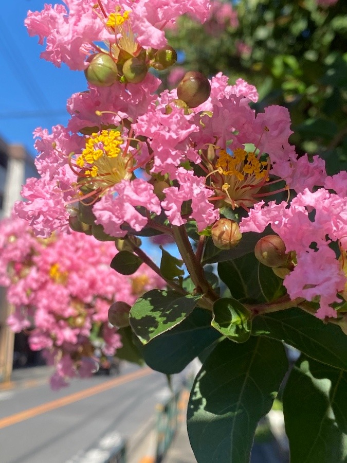 東京にも🌺✨✨