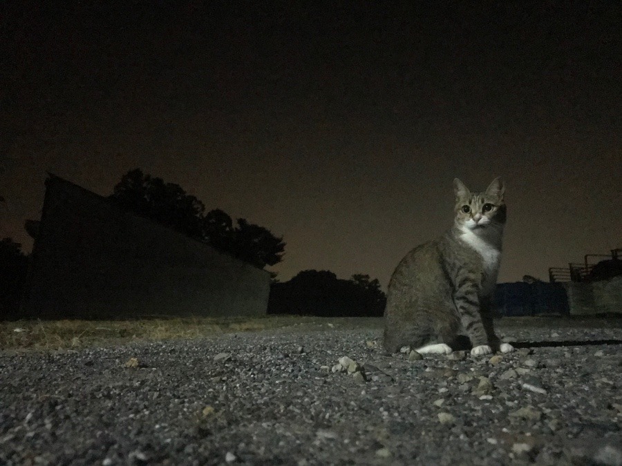 夜のグラビア……