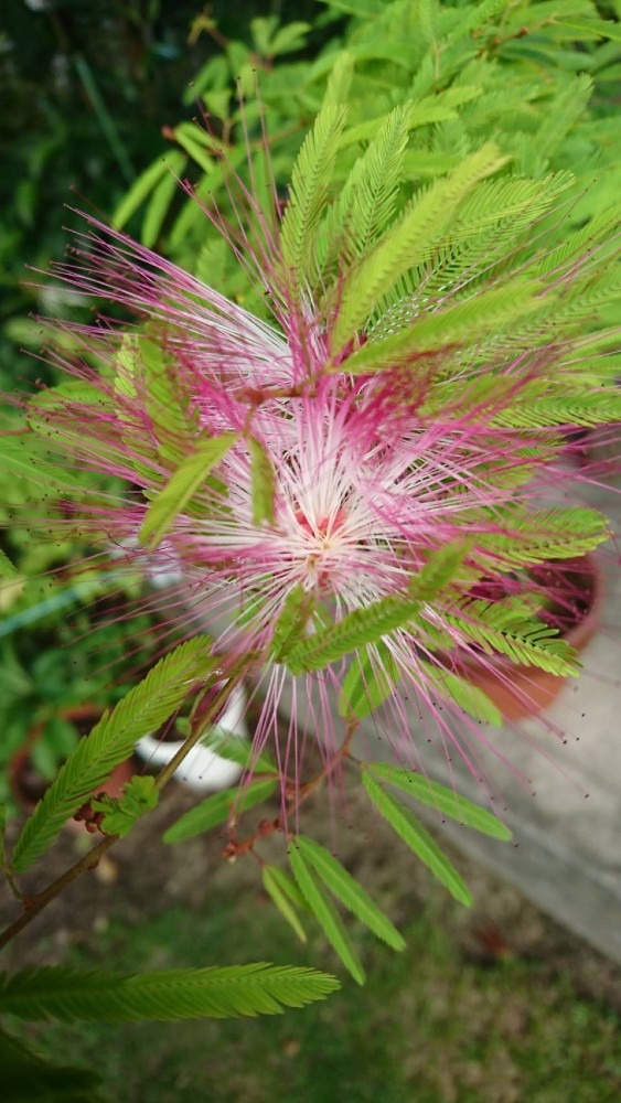 ネムノ木の花