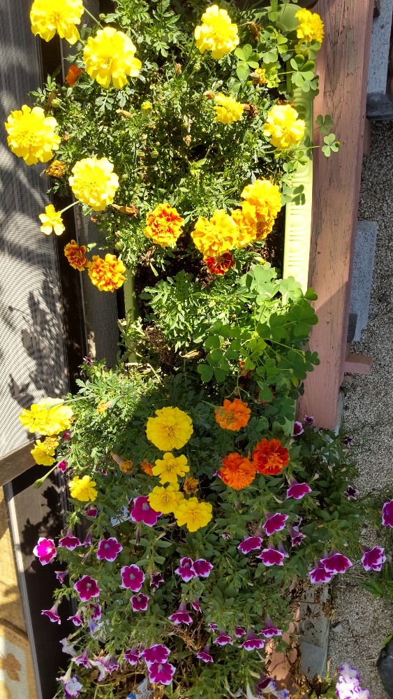 庭の元気な花達❗️