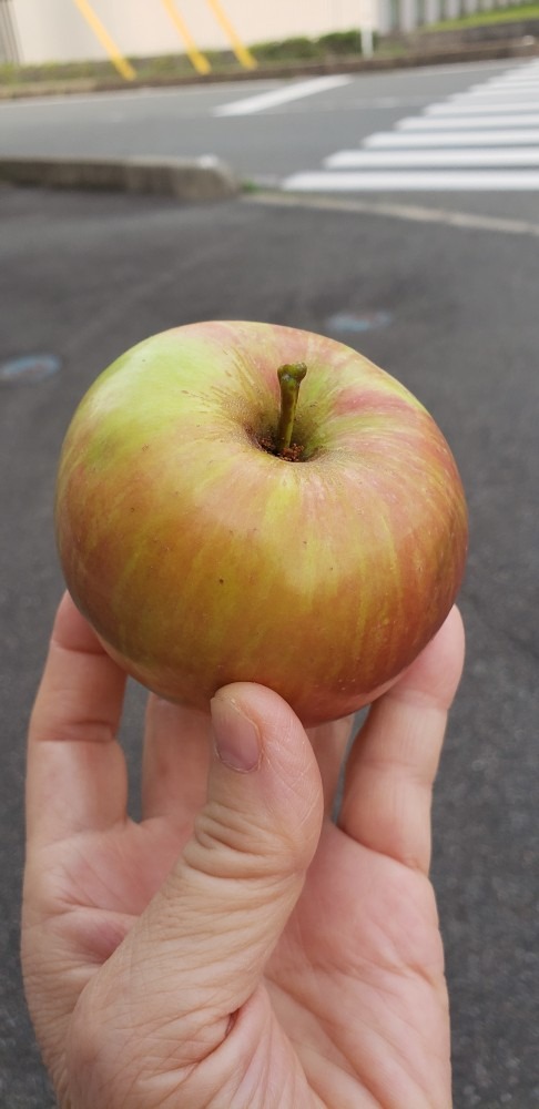 花壇の製作者よりプレゼント🍎