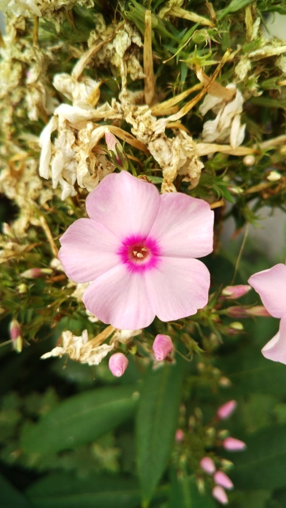 お花です！