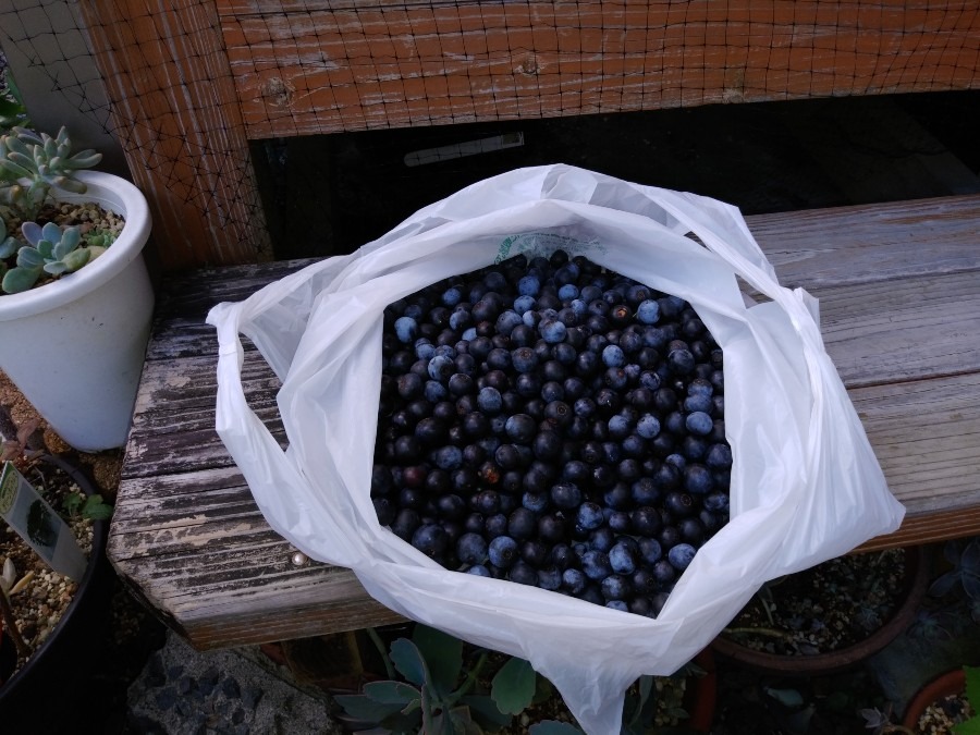 ブルーベリー　収穫しました😄👍（1回目）