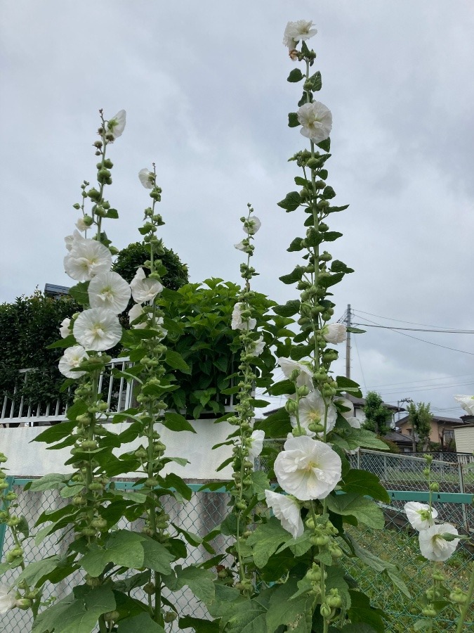 夏の花暑いのに元気だねー