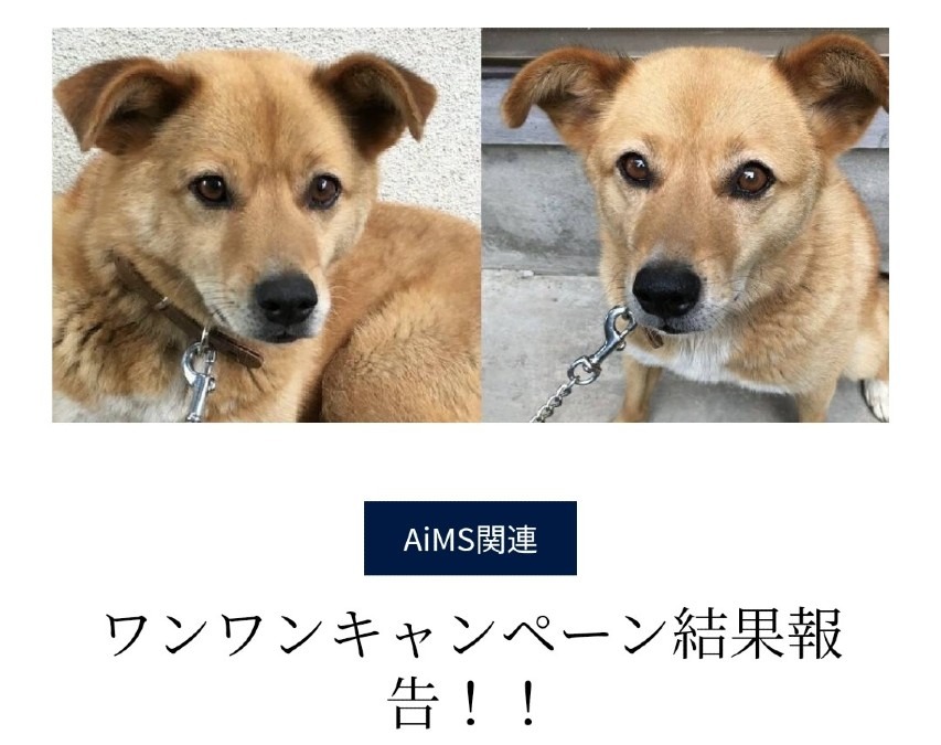 NMN For Dog サプリ凄いですね