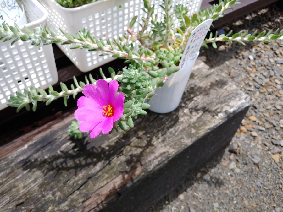 🌱多肉倶楽部🌵🤗　ウェルデルマニー　花が咲きました😄⤴️