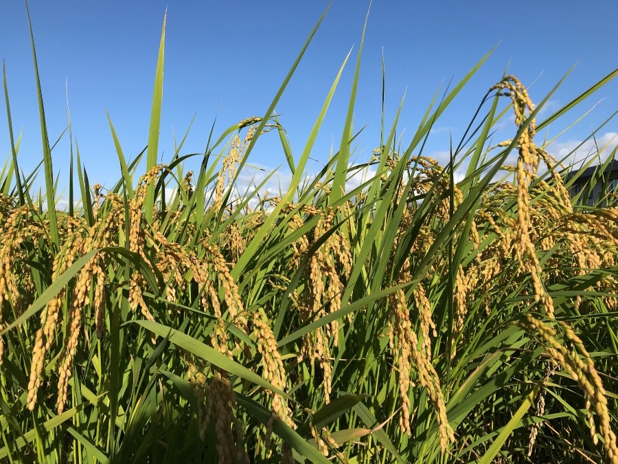 青空と稲穂🌾