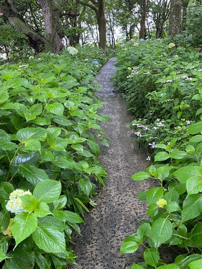 北海道は、紫陽花シーズン