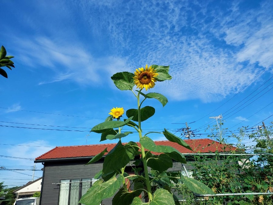 我が家の花(ひまわり🌻)