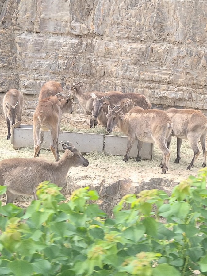 この動物は何?!