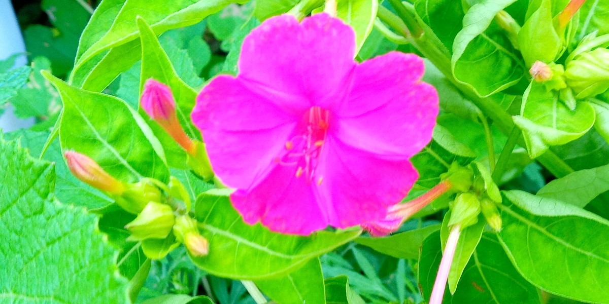 島の花🌺