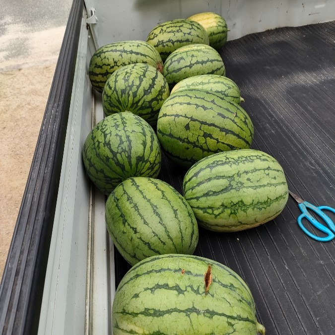 その後の収穫🍉