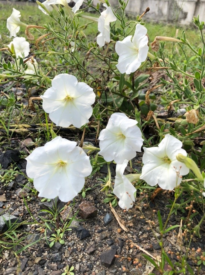 根性🌸