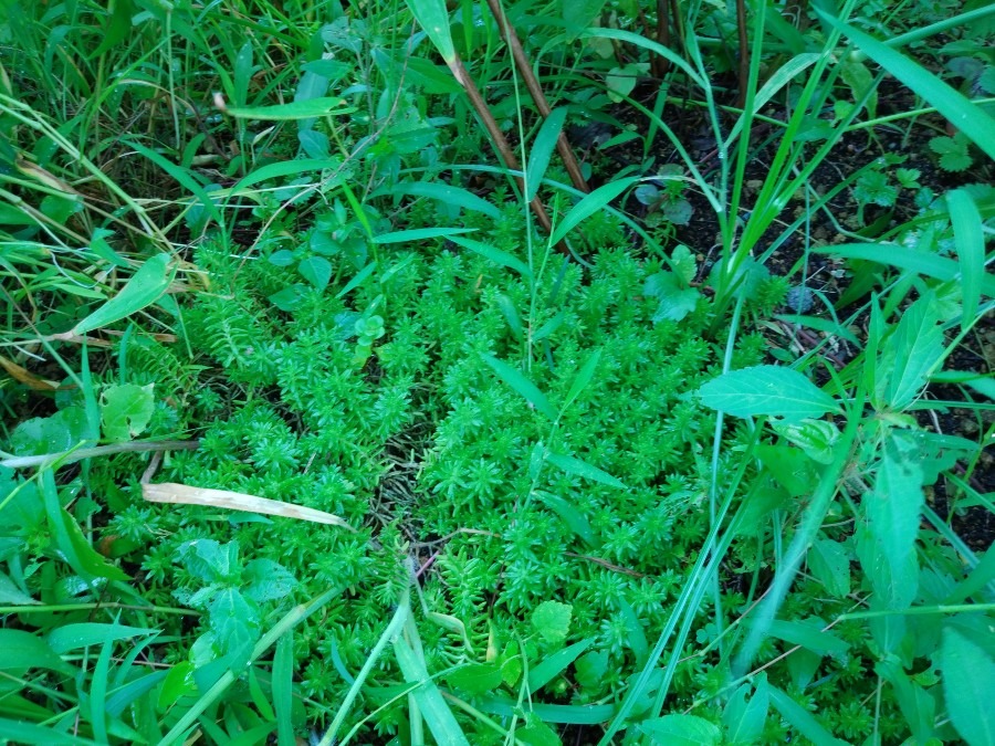 お庭の除草作業😄❗　まさか🌱😨❗③