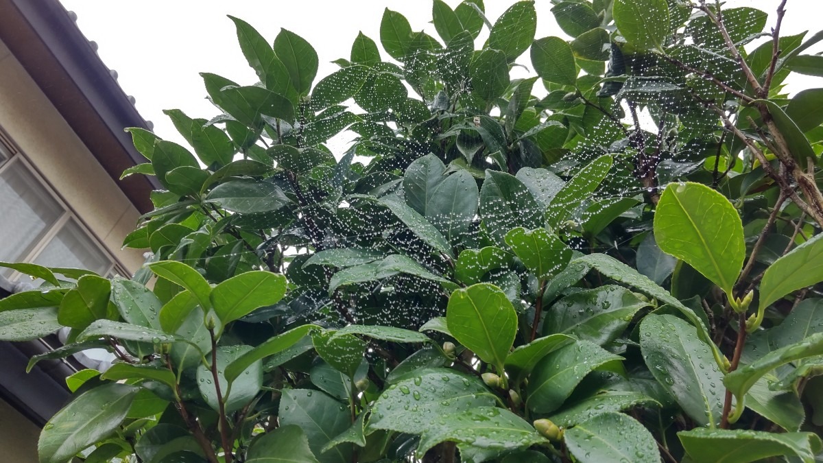 雲の糸と水滴の、自然が織り成すコラボ ⁉️